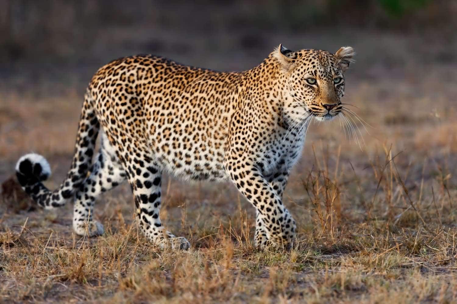 Leopard In Serengeti Copy Copy