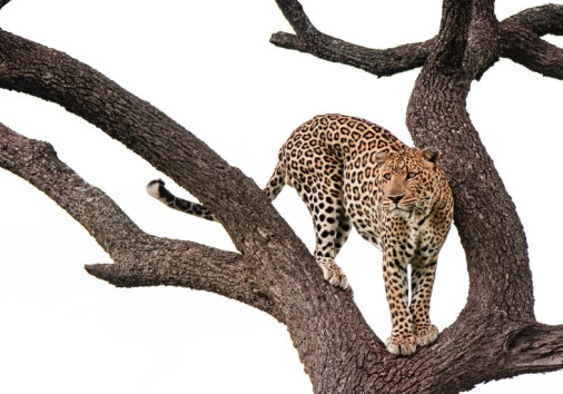 Leopard Parched On A Tree Looking For Something To Hunt Copy Copy