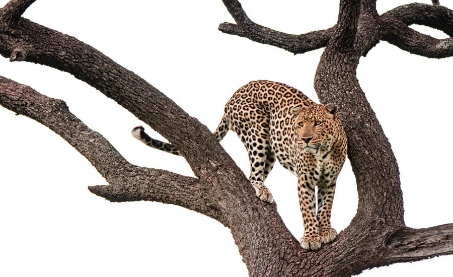 Leopard Parched On A Tree Looking For Something To Hunt Copy Copy