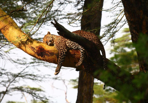 Leopards In Lake Nakuru