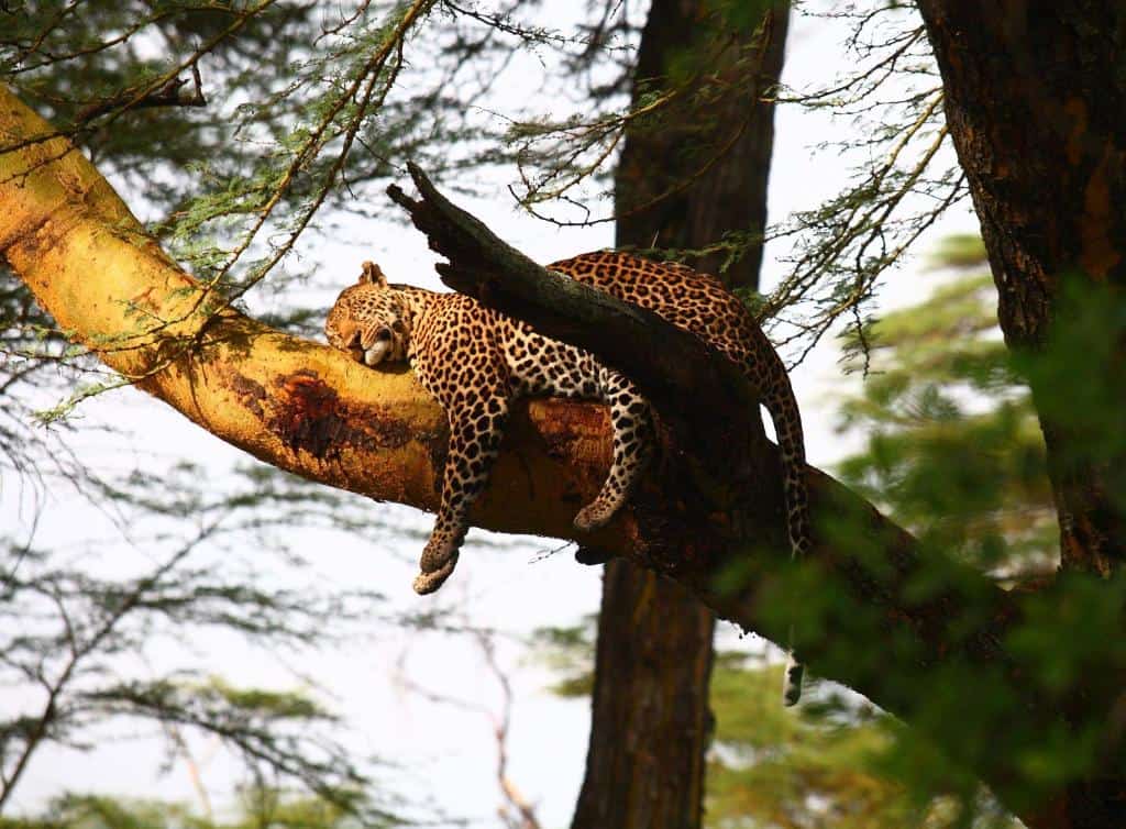 Leopards In Lake Nakuru