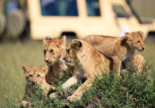 Tourists,watching,lioness,and,cubs,in,masai,mara,national,reserve,