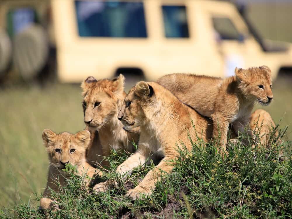 Tourists,watching,lioness,and,cubs,in,masai,mara,national,reserve,