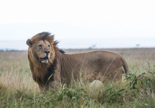 Lion In The Wild Copy Copy