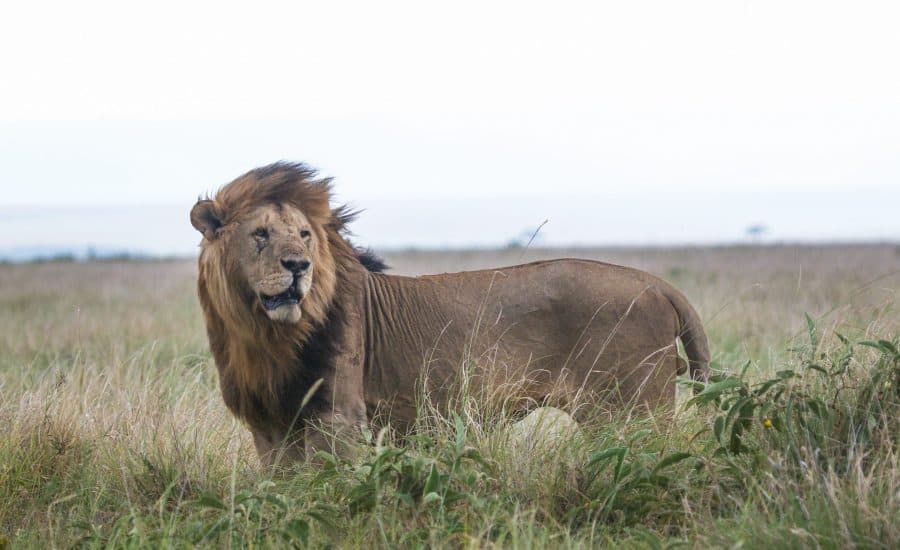 Lion In The Wild Copy Copy