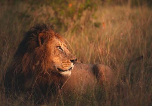 Lion King Of The Jungle In The Masai Mara Copy Copy