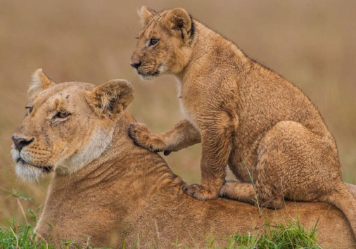 Lioness And Her Cub On Top Of Her Copy Copy