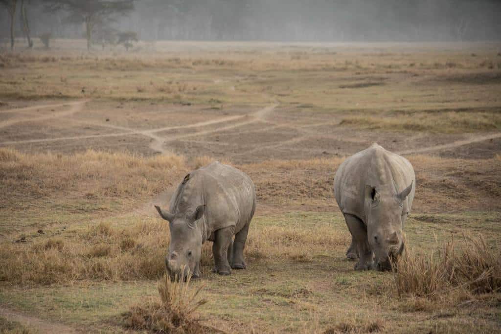 Rhinos In L Nakuru