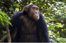 14-Day Gorillas, Wildlife & Zanzibar Beach Holiday