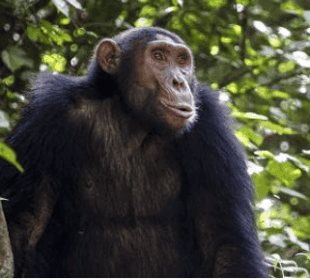 14-Day Gorillas, Wildlife & Zanzibar Beach Holiday