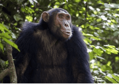 14-Day Gorillas, Wildlife & Zanzibar Beach Holiday