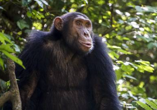 Screenshot 2025 01 21 101703