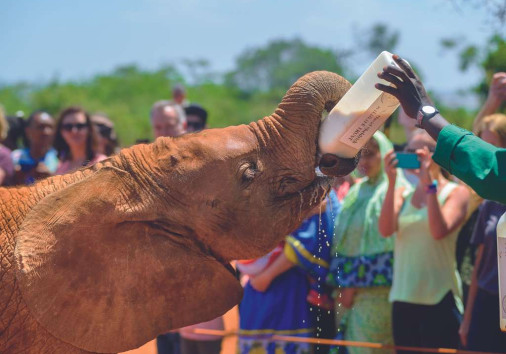 The David Sheldriks Elephant Orphanage