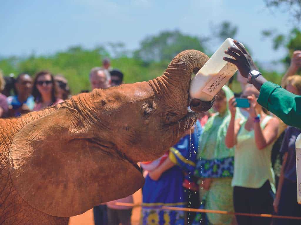 The David Sheldriks Elephant Orphanage