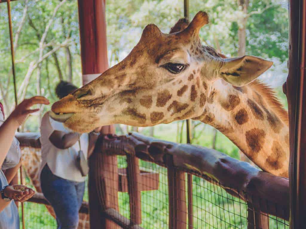 The Giraffe Center