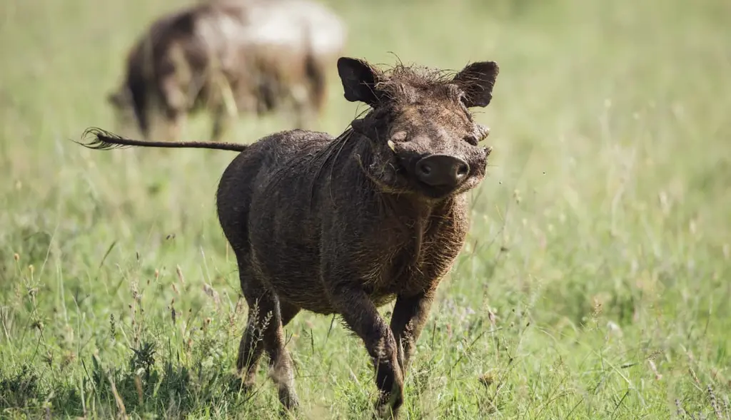 Warthog