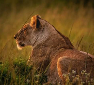 3-Day Tanzania Serengeti Safari