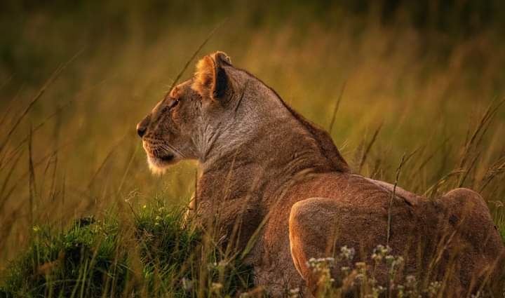 3-Day Tanzania Serengeti Safari