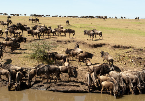 Wildebeest In Masai Mara Copy Copy