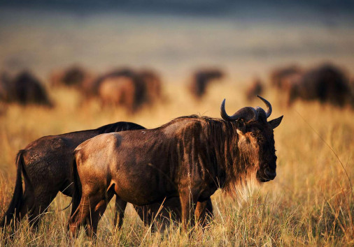 Wildebeests Grazzing Copy Copy