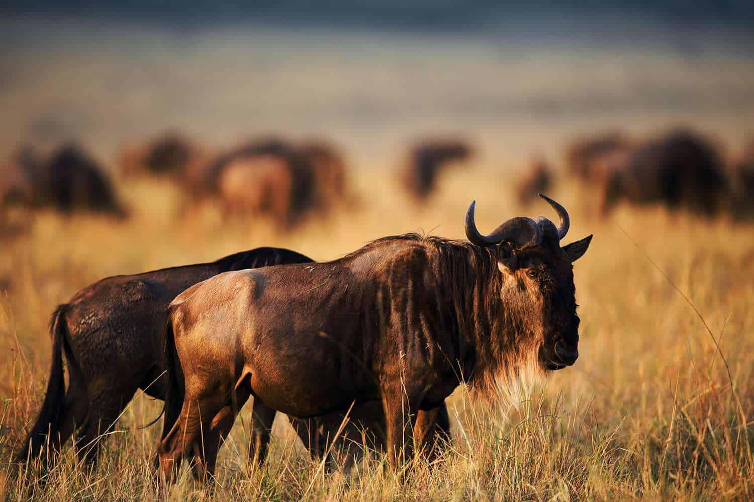 Wildebeests Grazzing Copy Copy
