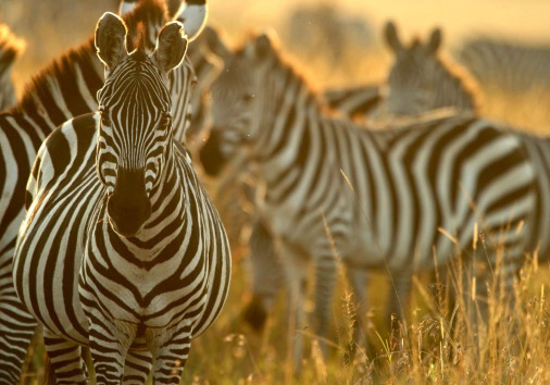 Zebra In Masai Mara Kenya Copy Copy