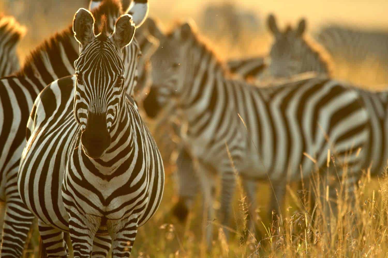Zebra In Masai Mara Kenya Copy Copy