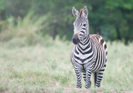 Zebra Inthe Masia Mara Copy Copy
