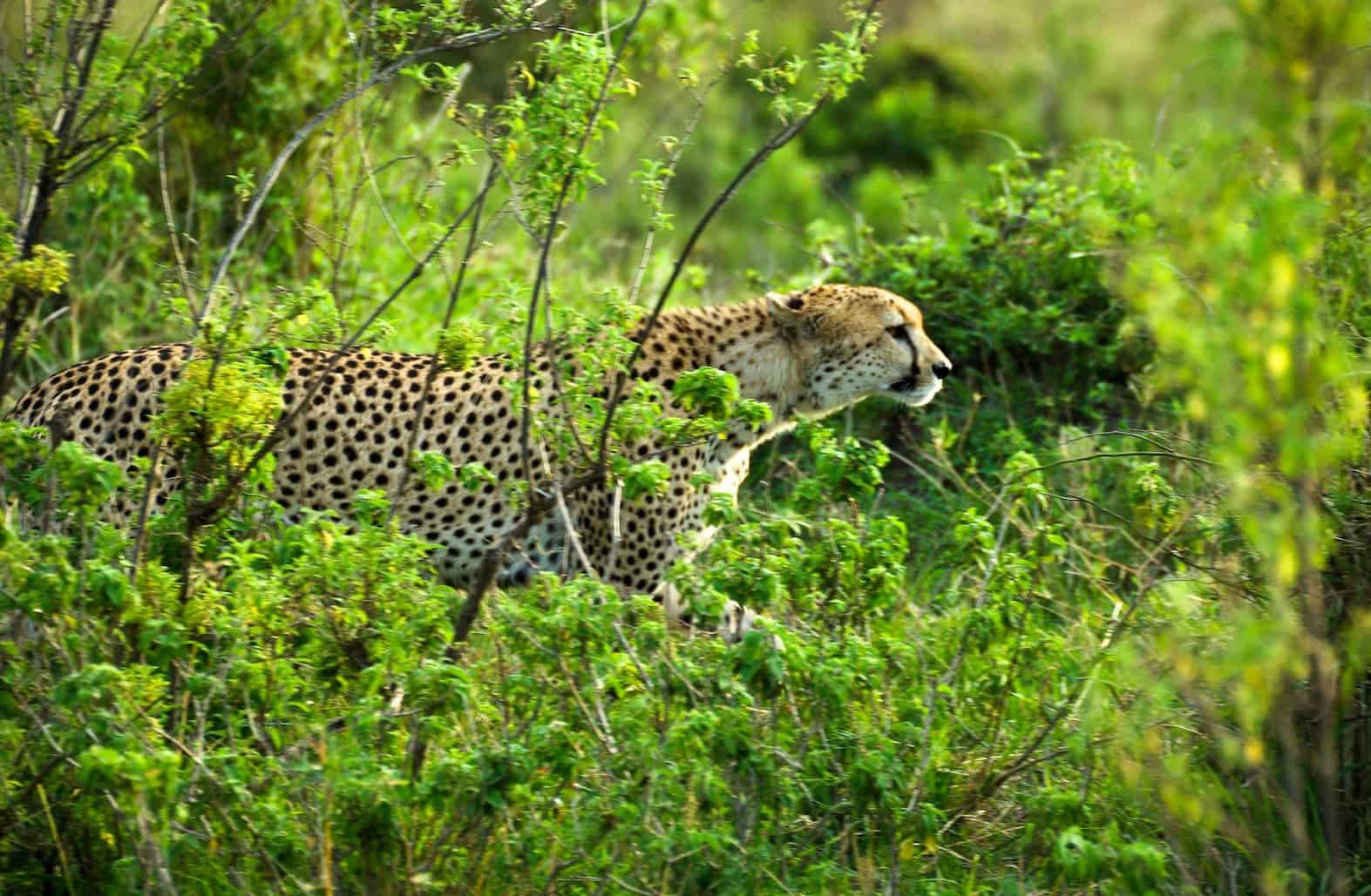 Cheetah 3
