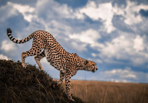 Cheetah In Maasai Amara