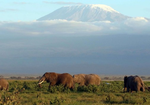 Elephants In Amboseli With A Back Drop Of Mt Kilimanjaro Copy