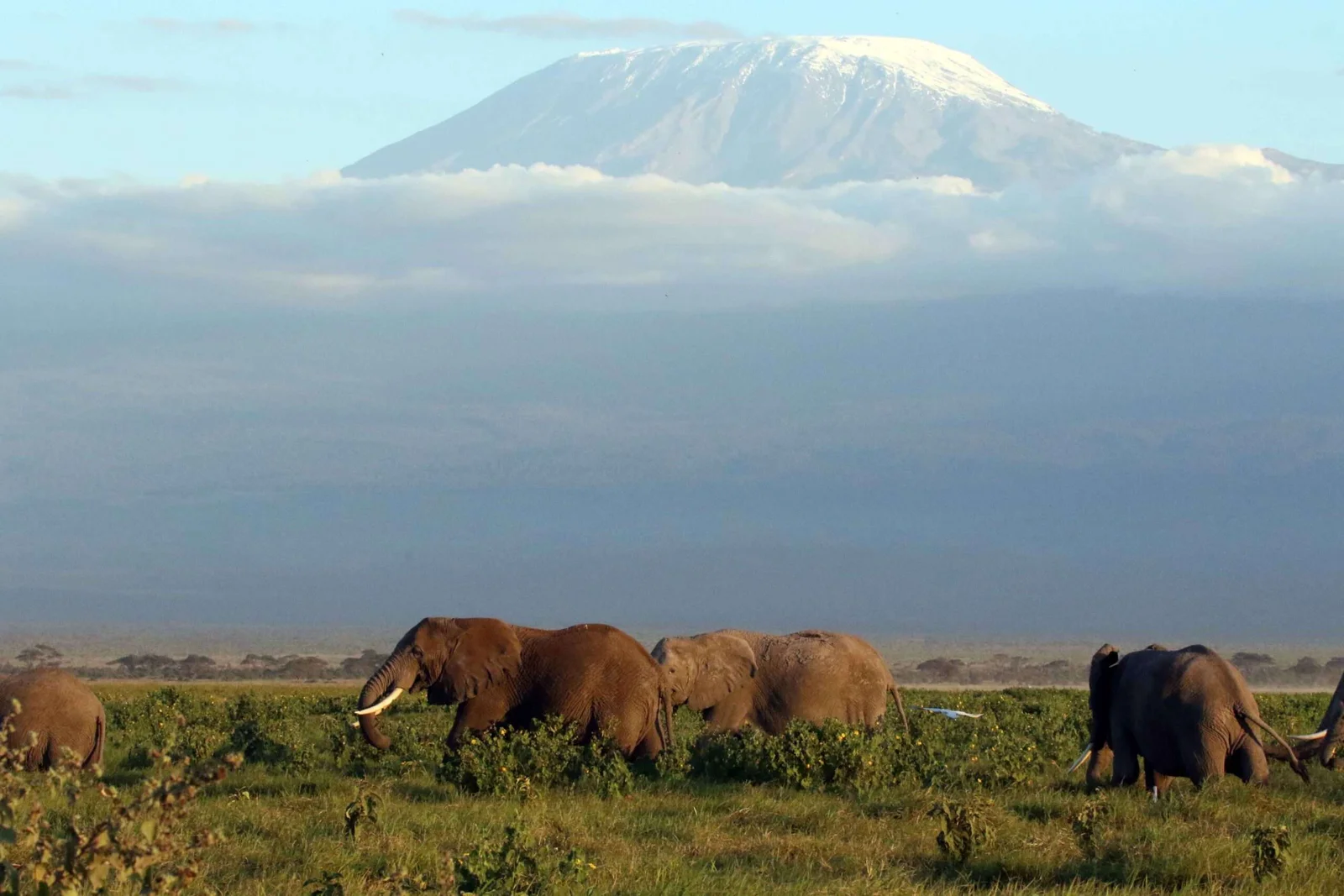Elephants In Amboseli With A Back Drop Of Mt Kilimanjaro Copy