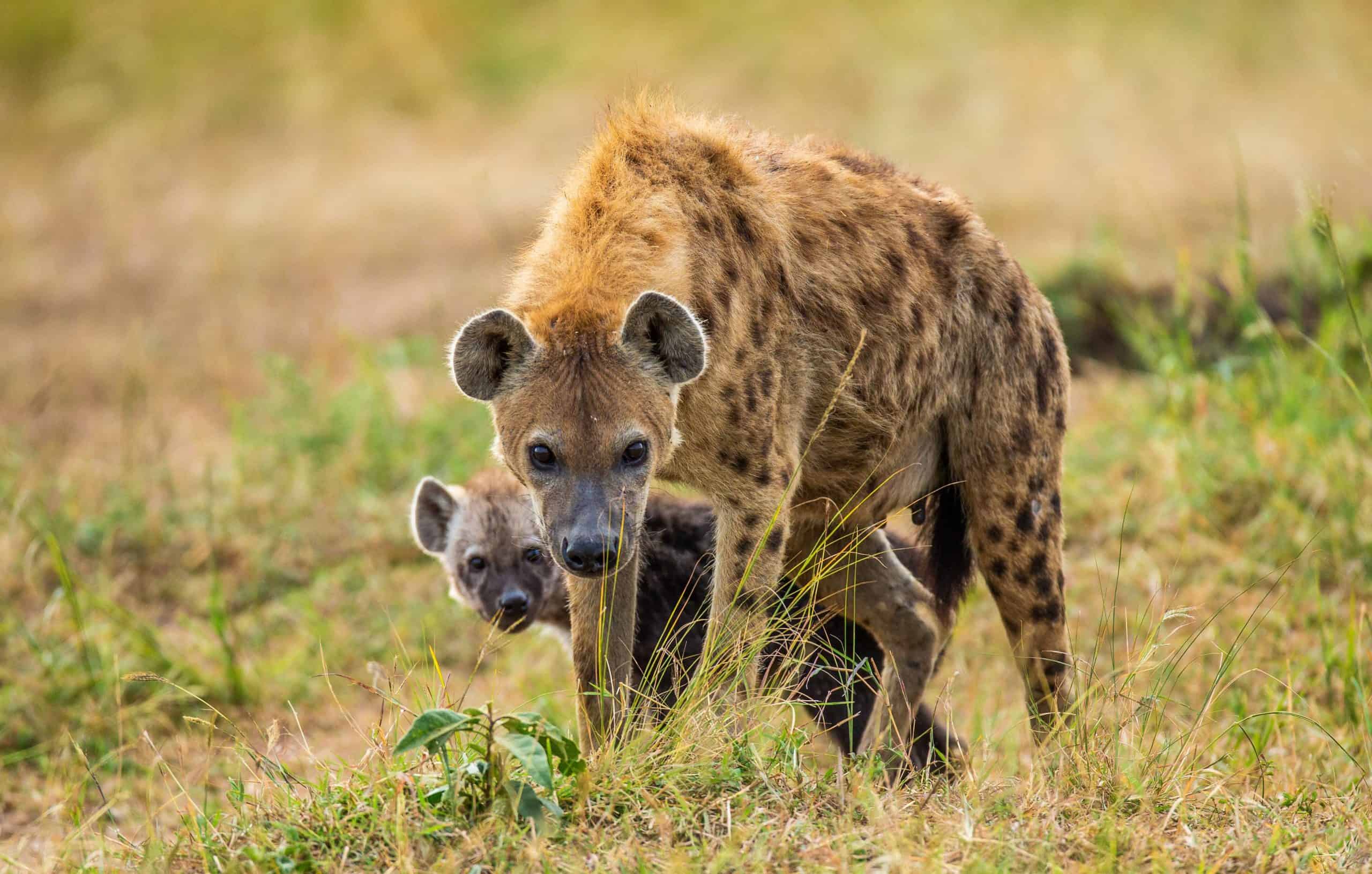 Hyena Masai Mara Copy Copy