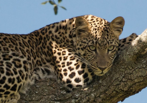 Leopard Relaxing On A Tree Branch In Masai Mara Copy Copy