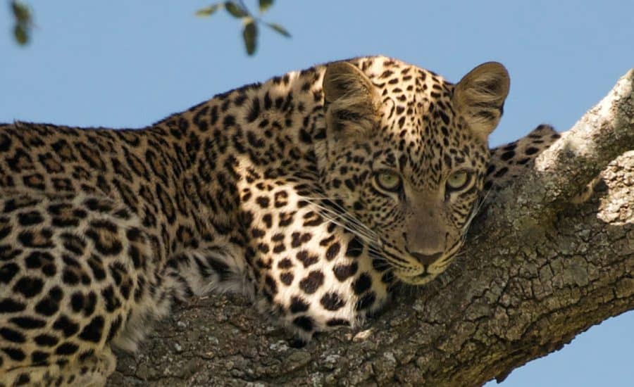Leopard Relaxing On A Tree Branch In Masai Mara Copy Copy