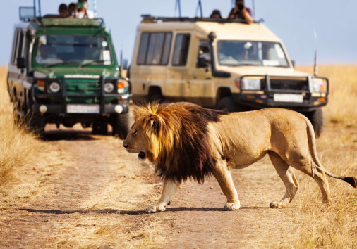 Lion And Safari Vehicles Copy Copy