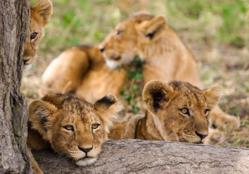 Lion Cub Masai Mara Copy Copy