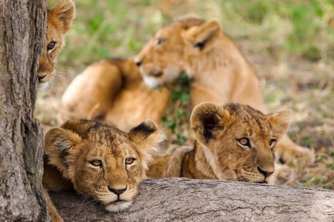Lion Cub Masai Mara Copy Copy
