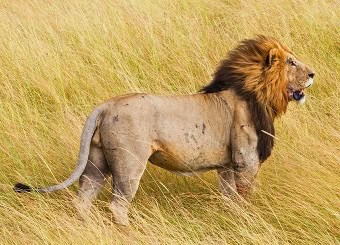 Lion Masai Mara Wildlife Copy Copy