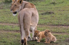 7-Day Kenya Bush Safari: Masai Mara & Amboseli