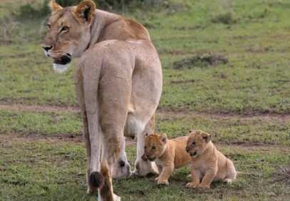 7-Day Kenya Bush Safari: Masai Mara & Amboseli