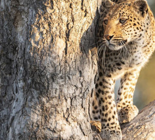 11-Day Highlights of Botswana Safari