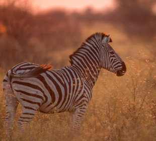 7-Day Central Kalahari and Okavango Delta Safari