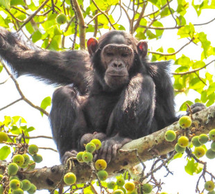 21-Day Uganda & Tanzania Dream Safari with Beach