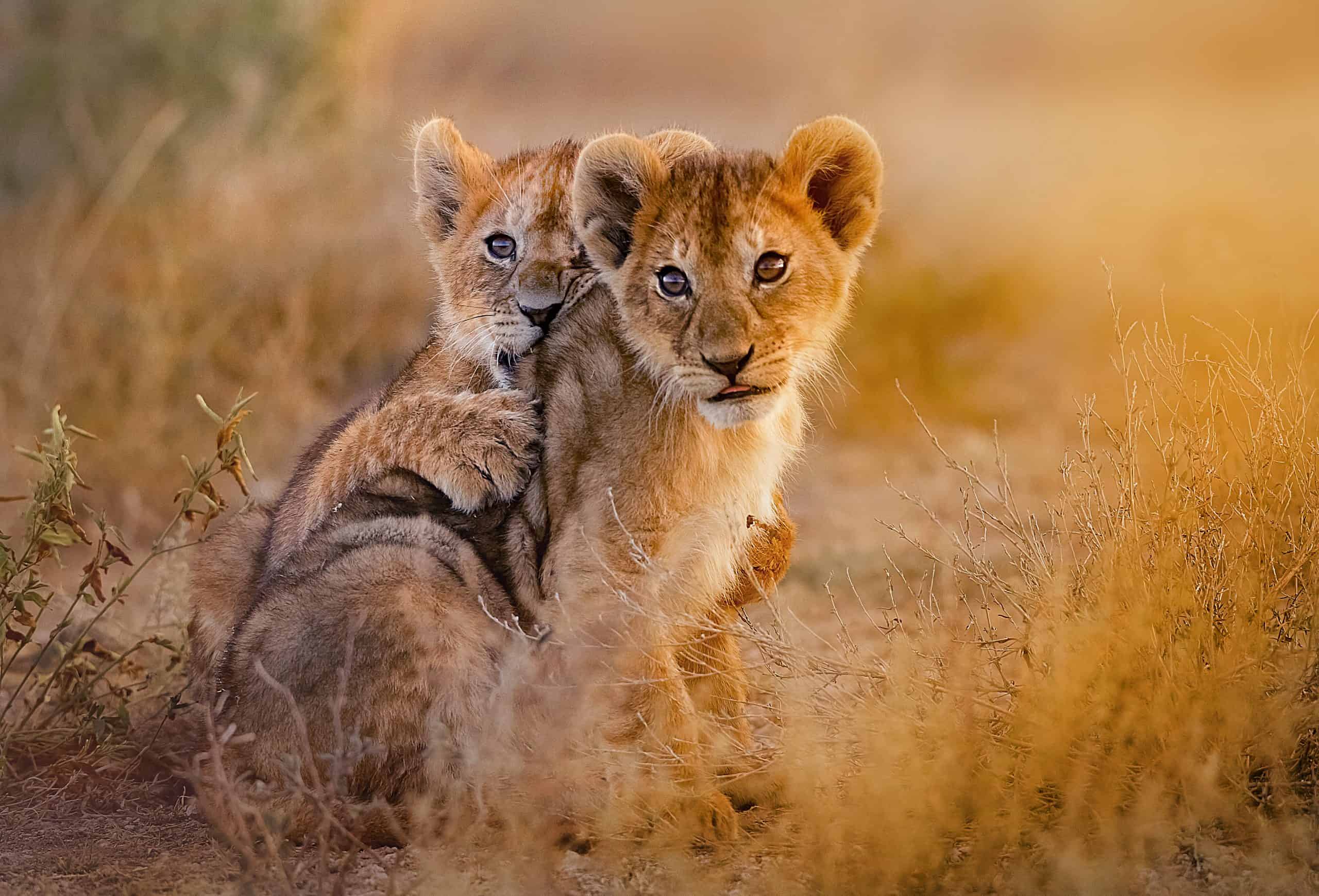 Lion,cubs,playing