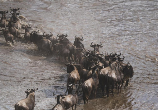 Wildebeest Crossing The Mara River