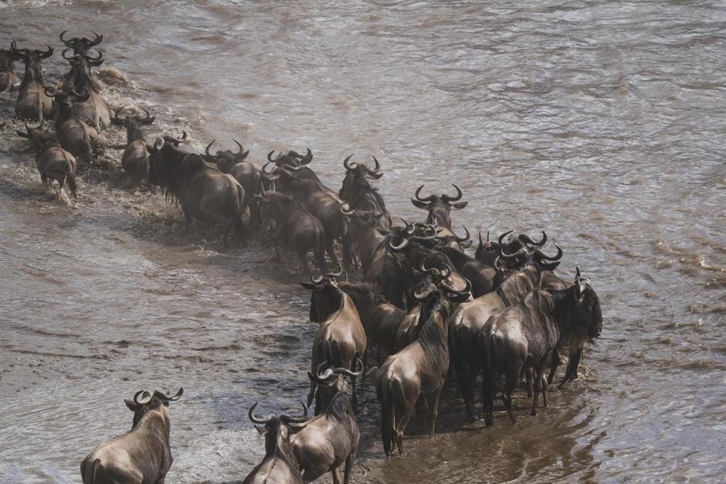 Wildebeest Crossing The Mara River
