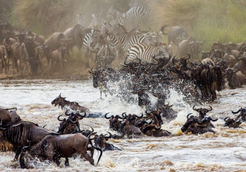 Wildebeest Migration River Crossing 1 Copy Copy