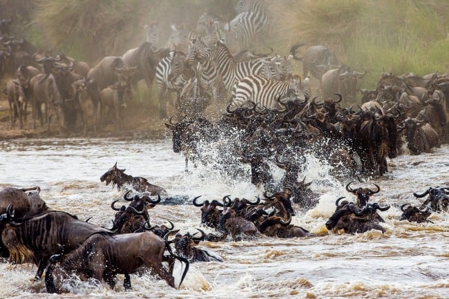 Wildebeest Migration River Crossing 1 Copy Copy