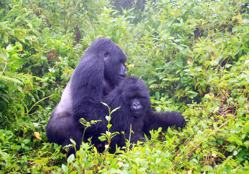 Copyright Samarth Pal 2007